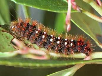  Chenille de Acronicta auricoma D. & S. - �Beno�t M�ry