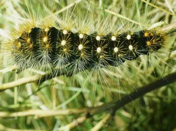  Chenille de Acronicta auricoma D. & S. - �Philippe Mothiron