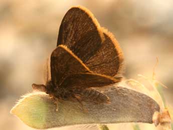 Orgyia aurolimbata Gn. adulte - �Daniel Morel