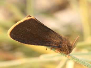 Orgyia aurolimbata Gn. adulte - �Daniel Morel