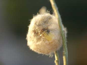 Orgyia aurolimbata Gn. adulte - �David Demerges