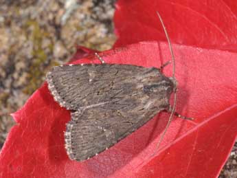 Aporophyla australis Bsdv. adulte - �Philippe Mothiron