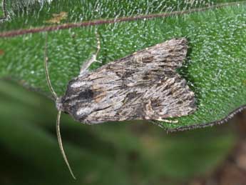 Aporophyla australis Bsdv. adulte - �Philippe Mothiron