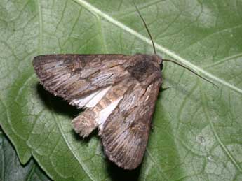 Aporophyla australis Bsdv. adulte - �Philippe Mothiron