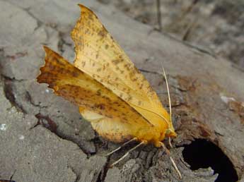 Ennomos autumnaria Wernb. adulte - �Jean-Paul Quinette