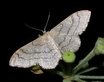 Idaea aversata L. adulte - �Philippe Mothiron