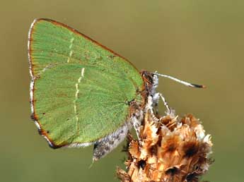 Callophrys avis Chap. adulte - �Daniel Morel