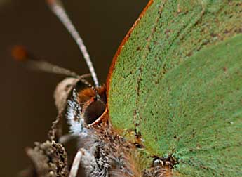 Callophrys avis Chap. adulte - �Daniel Morel