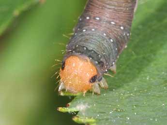  Chenille de Earophila badiata D. & S. - �Philippe Mothiron