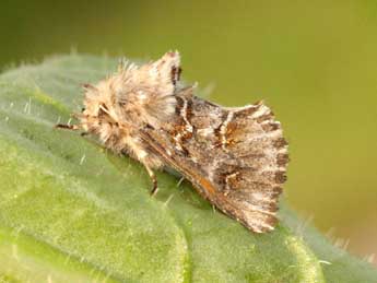 Cleonymia baetica Rbr adulte - �Daniel Morel