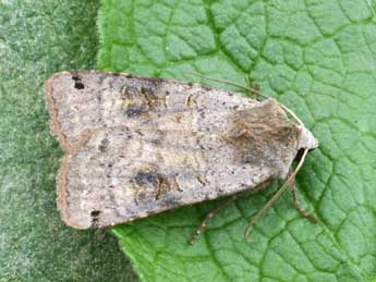 Xestia baja D. & S. adulte - �Daniel Morel