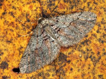 Cryopega bajaria D. & S. adulte - �Daniel Morel