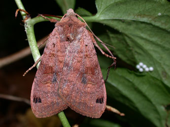 Xestia baja D. & S. adulte - �Philippe Mothiron