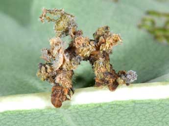  Chenille de Comibaena bajularia D. & S. - �Philippe Mothiron