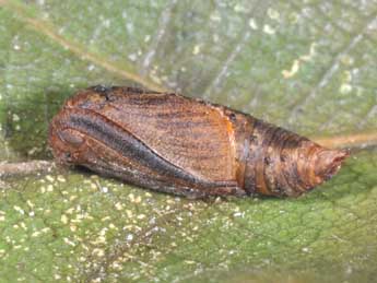  Chrysalide de Comibaena bajularia D. & S. - �Philippe Mothiron