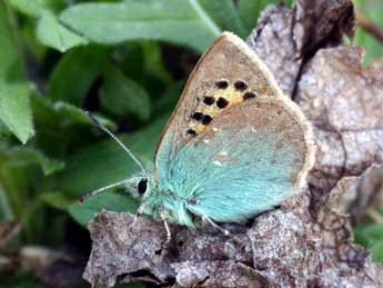 Tomares ballus F. adulte - �Daniel Morel