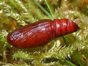  Chrysalide de Catarhoe basochesiata Dup. - �Philippe Mothiron