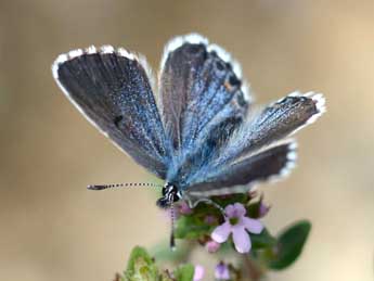 Pseudophilotes baton Brgstr. adulte - �Daniel Morel