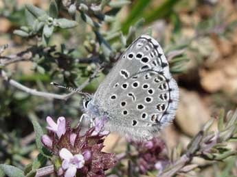Pseudophilotes baton Brgstr. adulte - �Jean-Pierre Arnaud