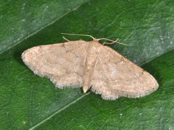 Idaea belemiata Mill. adulte - �Philippe Mothiron