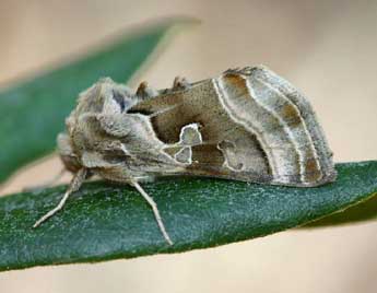 Euchalcia bellieri Kirby adulte - �Gr�gory Guicherd