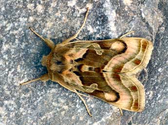 Euchalcia bellieri Kirby adulte - �Daniel Morel