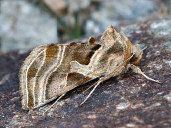 Euchalcia bellieri Kirby adulte - �Daniel Morel