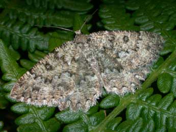 Charissa obscurata bellieri Obth. adulte - �Philippe Mothiron