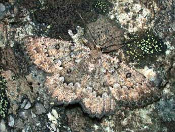 Charissa obscurata bellieri Obth. adulte - �Philippe Mothiron