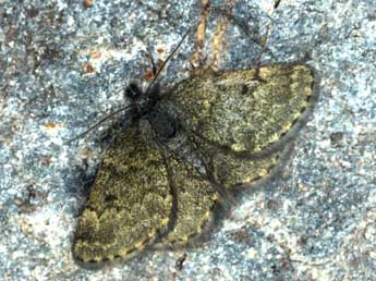 Psodos belzebuth Prav. adulte - �Daniel Morel