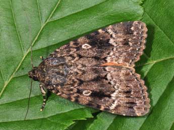 Amphipyra berbera Rungs adulte - �Philippe Mothiron