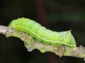  Chenille de Amphipyra berbera Rungs - �Philippe Mothiron