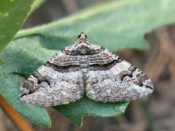 Pareulype berberata D. & S. adulte - �Daniel Morel