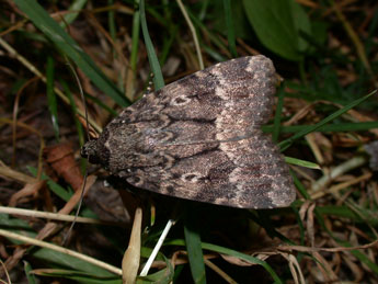 Amphipyra berbera Rungs adulte - �Philippe Mothiron