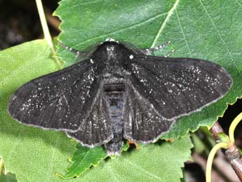 Biston betularia L. adulte - �Philippe Mothiron