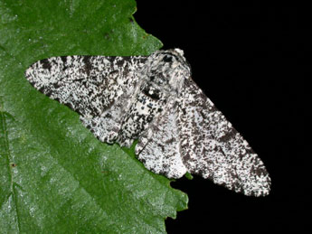 Biston betularia L. adulte - �Philippe Mothiron