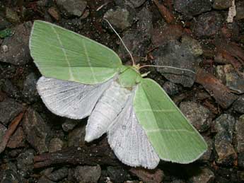 Bena bicolorana Fuessly adulte - �Philippe Mothiron