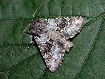 Hecatera bicolorata Hfn. adulte - �Philippe Mothiron