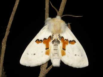 Leucodonta bicoloria D. & S. adulte - �Sylvain Montagner