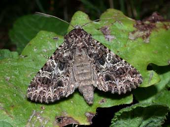 Hadena bicruris Hfn. adulte - �Philippe Mothiron