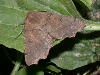 Odontopera bidentata Cl. adulte - �Philippe Mothiron