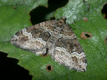 Perizoma bifaciata Hw. adulte - �Philippe Mothiron