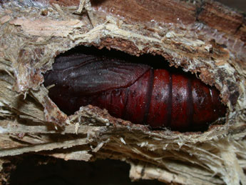  Chrysalide de Furcula bifida Brahm - �Philippe Mothiron