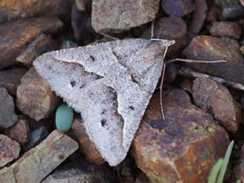 Perigune binaevata Mab. adulte - �Fr�d�ric Billi