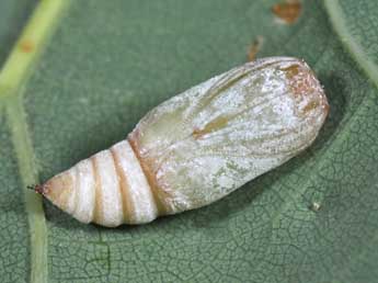  Chrysalide de Watsonalla binaria Hfn. - �Philippe Mothiron