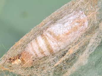  Chrysalide de Watsonalla binaria Hfn. - �Philippe Mothiron
