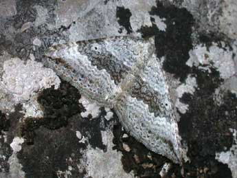 Scotopteryx bipunctaria D. & S. adulte - �Philippe Mothiron