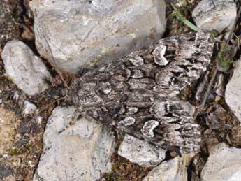 Papestra biren Gze adulte - �Philippe Mothiron