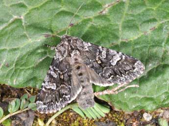 Papestra biren Gze adulte - �Philippe Mothiron