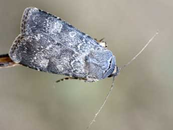 Euxoa birivia D. & S. adulte - �Daniel Morel